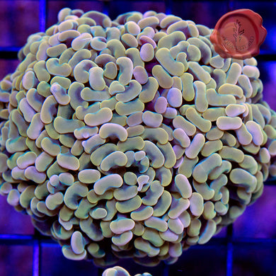 Gold Branching Hammer 08
