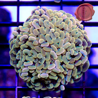 Gold Branching Hammer 09