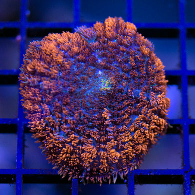 Goody Gumdrop Mushroom Coral