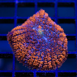 Goody Gumdrop Mushroom Coral