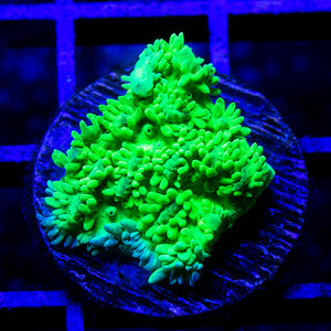 Aussie Neon Green Hydnophora 01