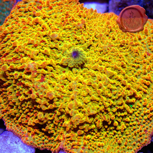 Jawbreaker Mushroom 02