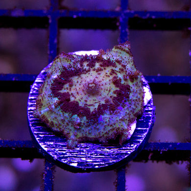 Neglecta Mushroom 03