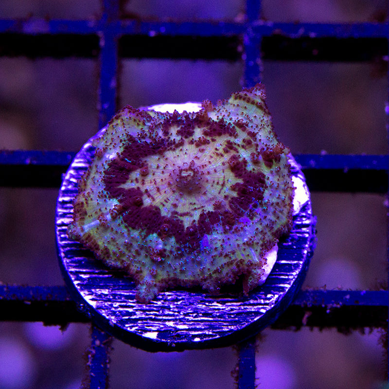 Neglecta Mushroom 03