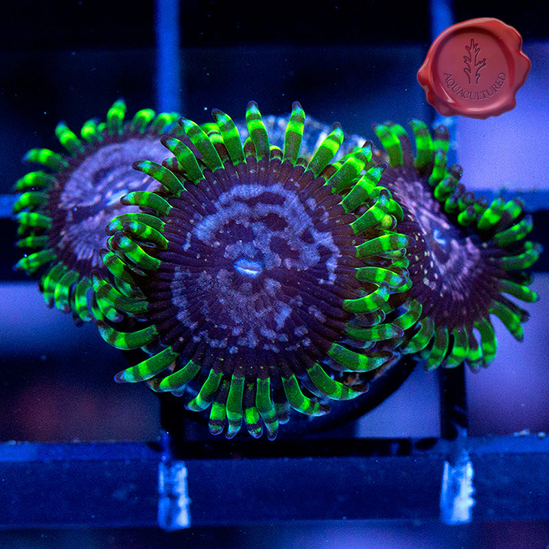 WWC Purple Monster Zoas 01
