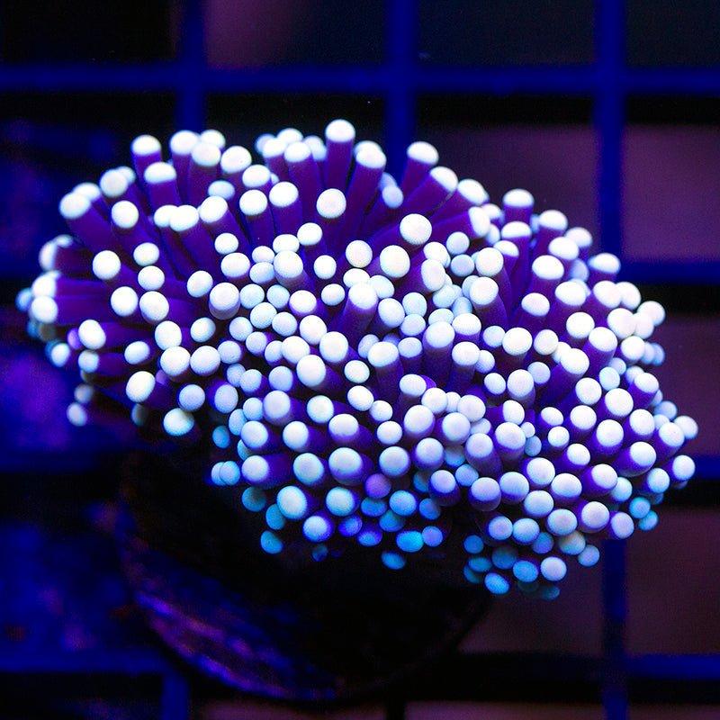 Purple Torch 01