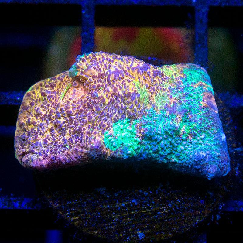 SC Rainbow Dynamite Chalice 03
