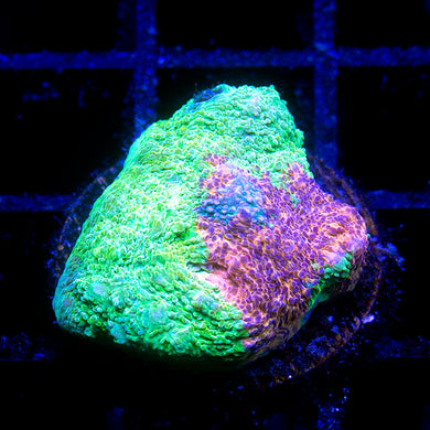 SC Rainbow Dynamite Chalice 06