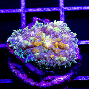 Bullseye Rhodactis Mushroom 02