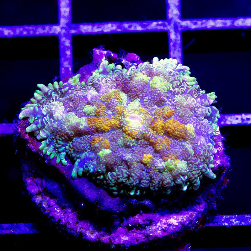 Bullseye Rhodactis Mushroom 02