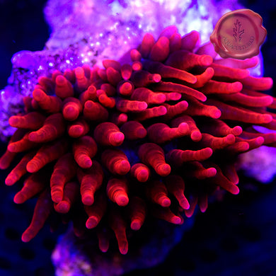 Sherman Rose Bubbletip Anemone 01