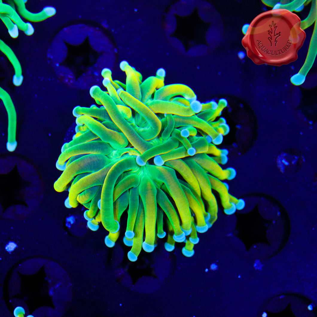 BLA Canary Grail Torch Spawn 02 - small head