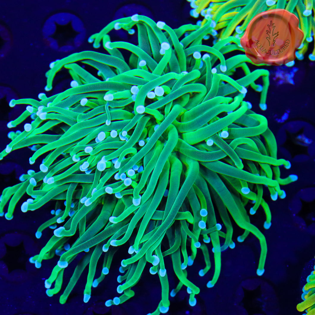 BLA Lucky Clover Torch Spawn 03