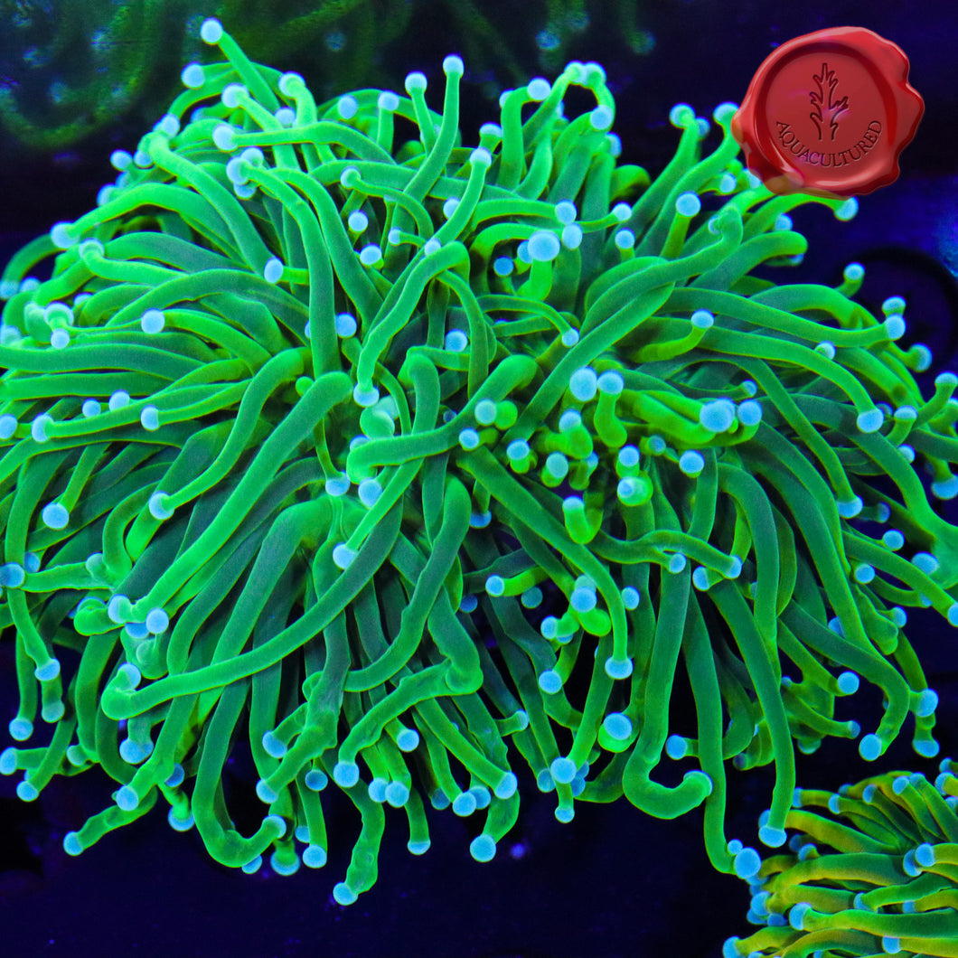 BLA Lucky Clover Torch Spawn 04 - splitting