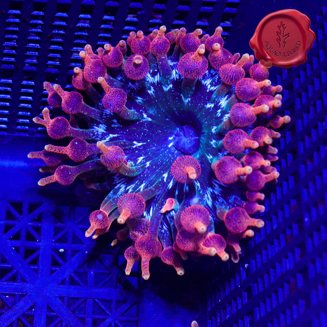 Colorado Sunburst Anemone 01