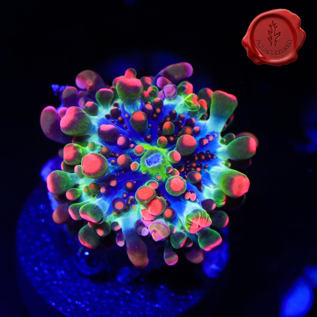 OG Godzilla Bounce Mushroom 02