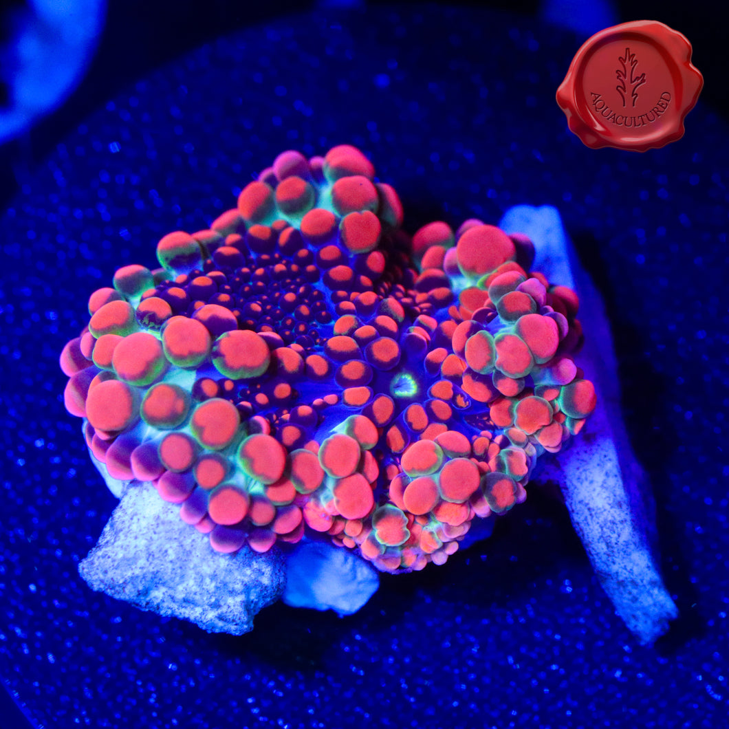 OG Godzilla Bounce Mushroom 03