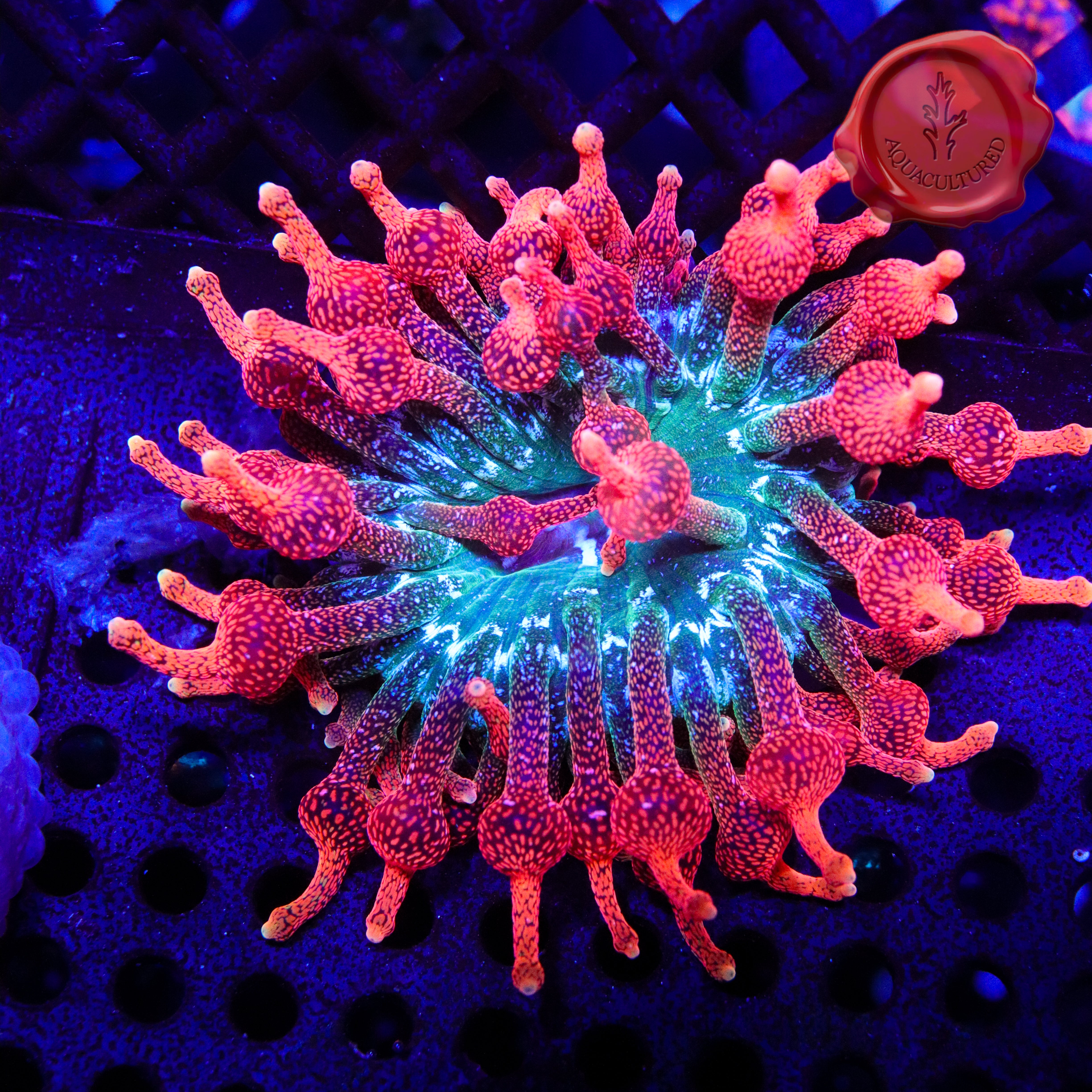*anemone* CC Supernova Anemone 01 – Black Label Aquatics