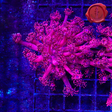 BLA Red Tiger Goni 01 - mini colony