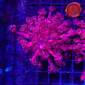 BLA Red Tiger Goni 01 - mini colony