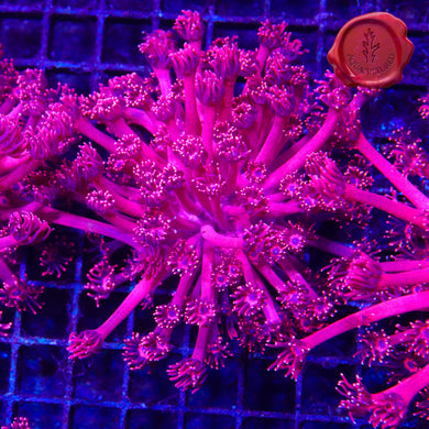 BLA Red Tiger Goni 02 - mini colony