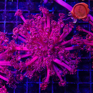 BLA Red Tiger Goni 04 - mini colony