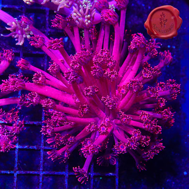 BLA Red Tiger Goni 05 - mini colony