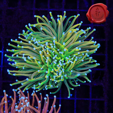 BLA Canary Grail Torch Spawn 03 - 3 heads