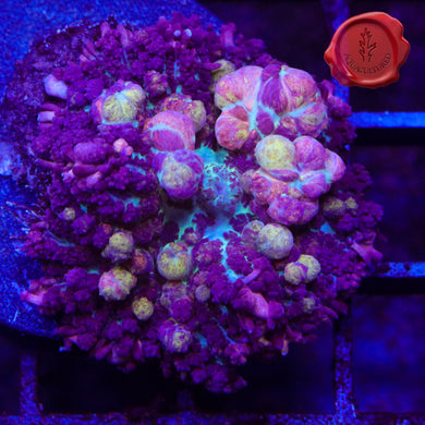 CK Black Mamba Bounce Mushroom - 1.5