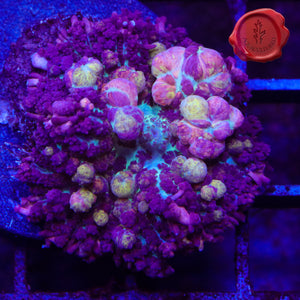 CK Black Mamba Bounce Mushroom - 1.5