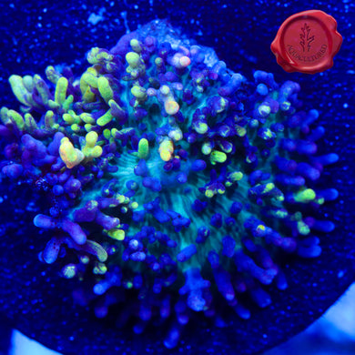 Magic Carpet Mushroom 01 - 1