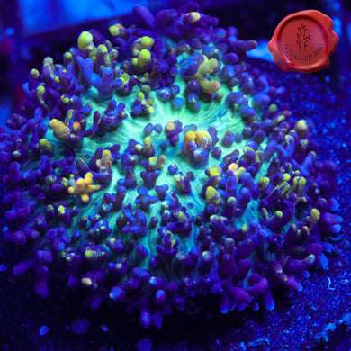 Magic Carpet Mushroom 02 - 1.5