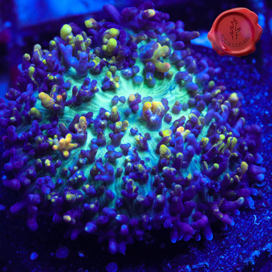 Magic Carpet Mushroom 02 - 1.5