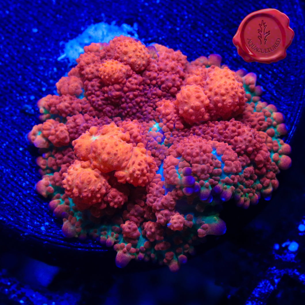BLA Robin Bounce Mushroom - 1