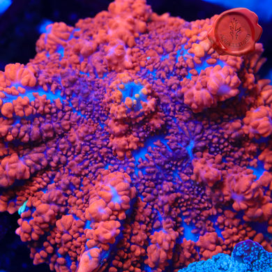BLA Racy Red Bounce Mushroom 01 - 2”