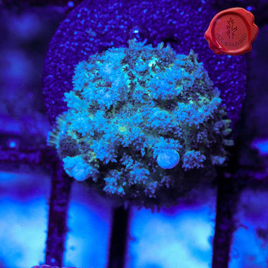 Indo Bounce Mushroom 01