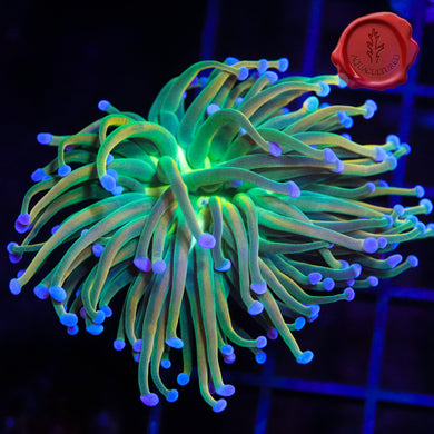 BKChem The Grinch Torch 01