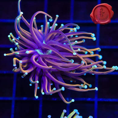 BLA Dragon Spawn Torch 01