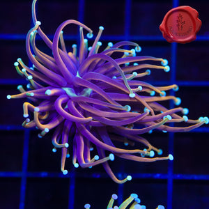 BLA Dragon Spawn Torch 01
