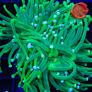 BLA Lucky Clover Torch Spawn 02 - 3 head