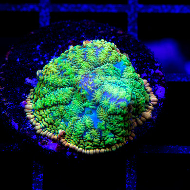 Tequila Sunrise Mushroom 01