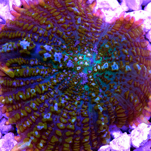 Indo Rhodactis Mushroom 02