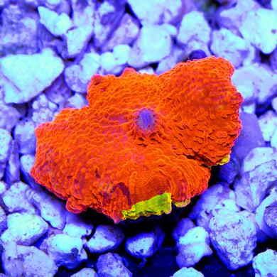 Purple Monster Jawbreaker Mushroom 01
