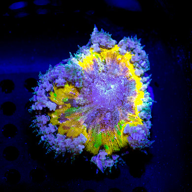 Ultra Rock Flower Anemone 01