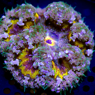Ultra Rock Flower Anemone 02