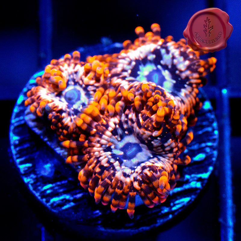 Utter Chaos Zoas 01