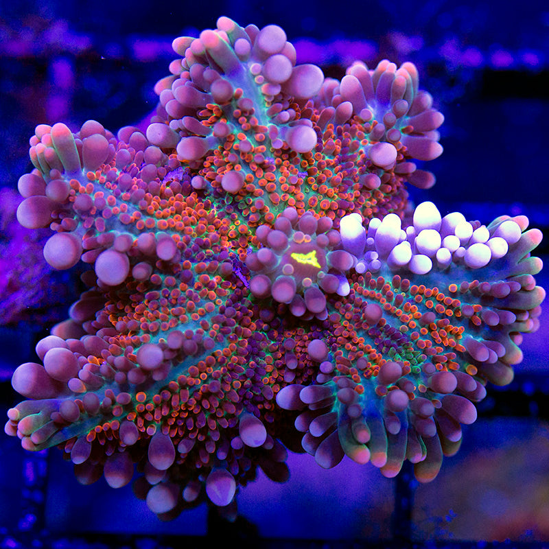 Rainbow Deepwater Yuma Mushroom