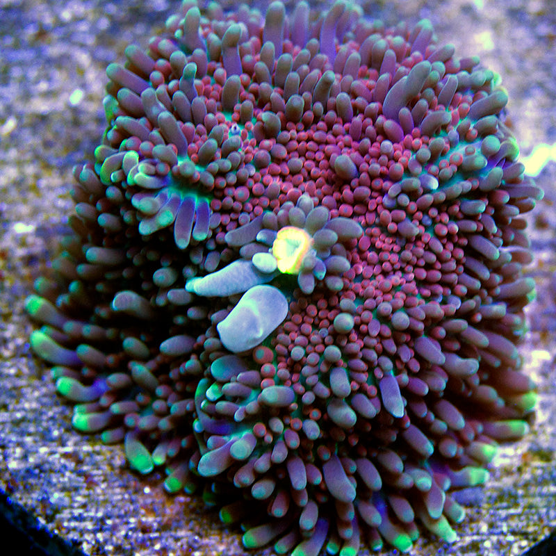 Rainbow Yuma Mushroom 01
